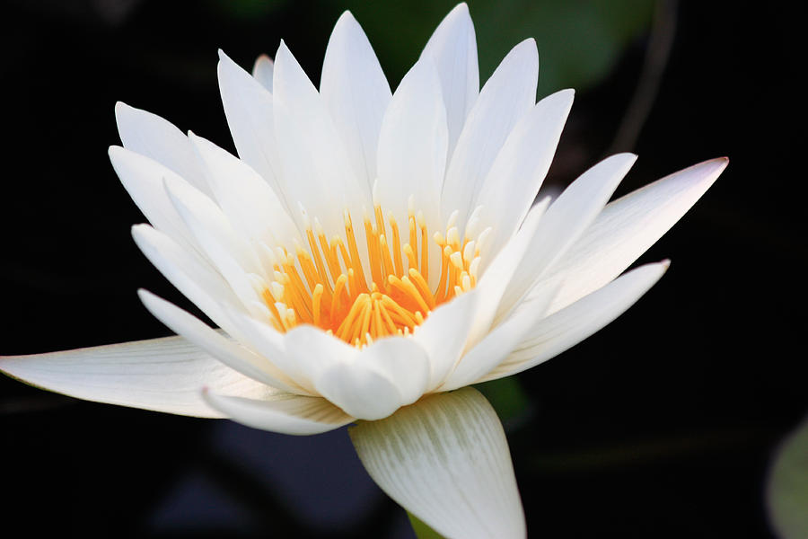 White Water Lily Photograph by Ann Murphy