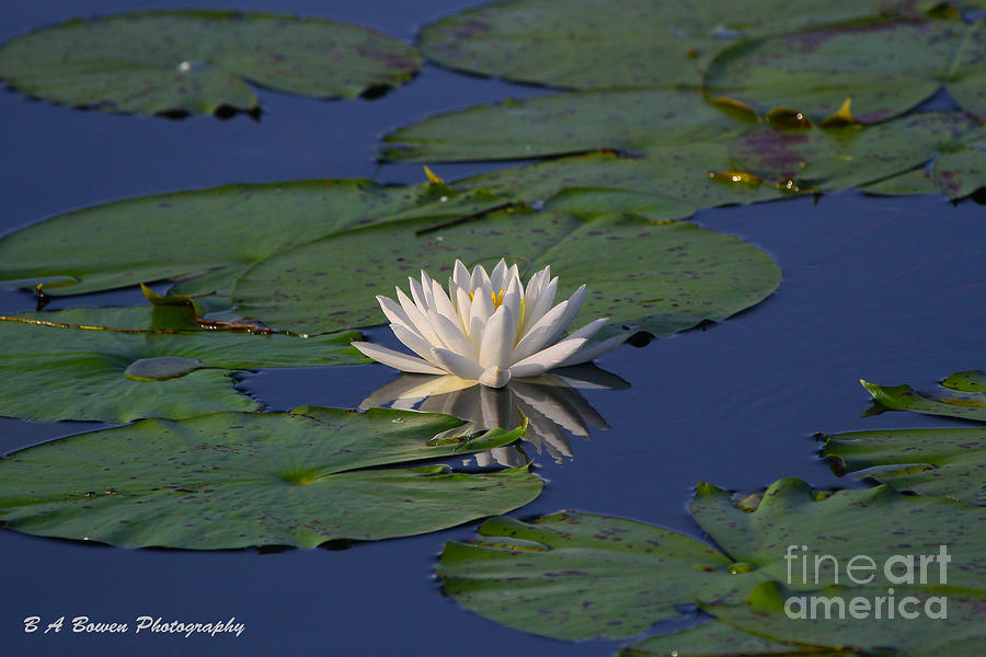 White water lily Photograph by Barbara Bowen