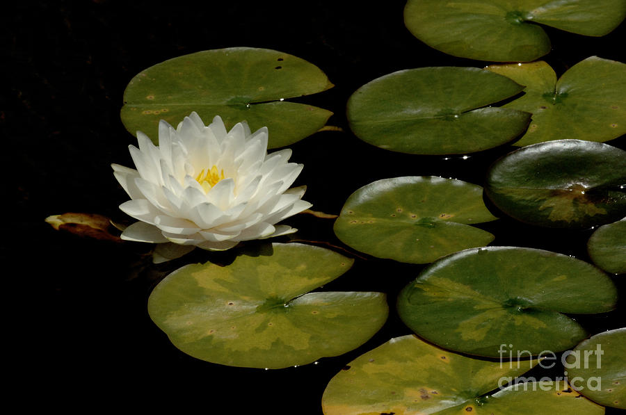 White Water Lily Photograph by Bob Christopher