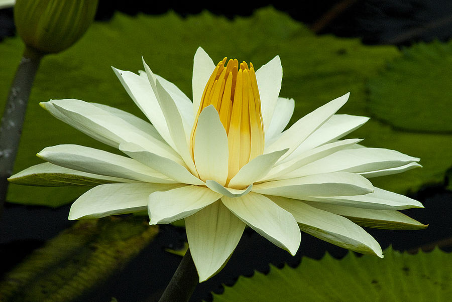 White Water Lily Painting by Pat Exum