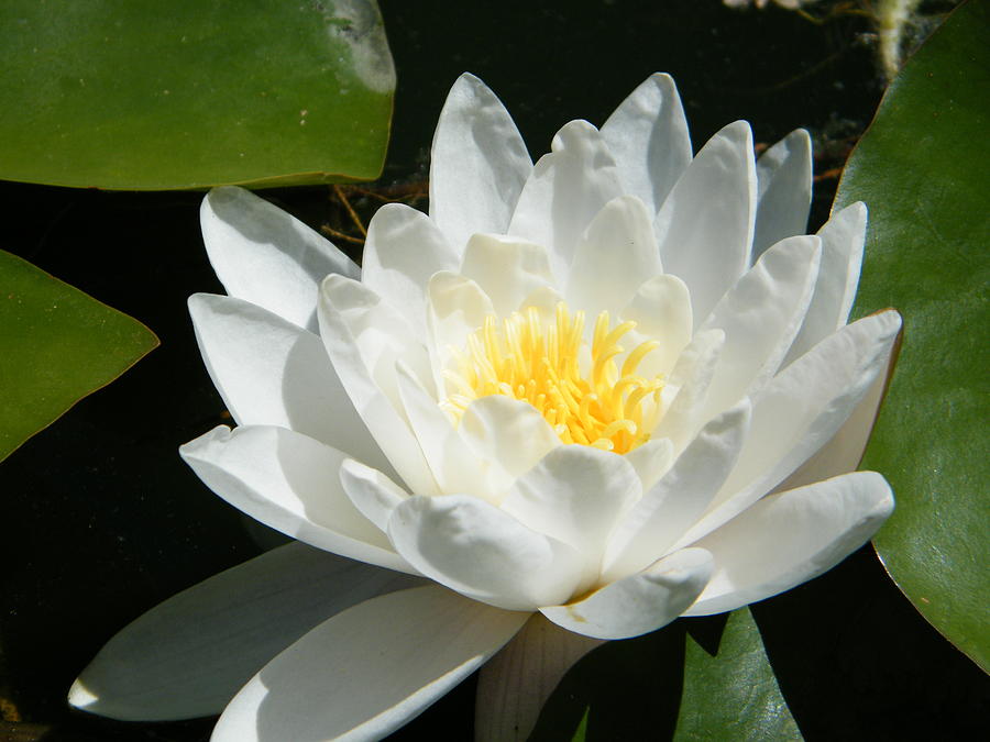 White Water Lily Pressed by the Breeze Photograph by Mary Sedivy