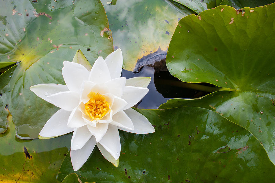 White Water Lily Photograph by Semmick Photo