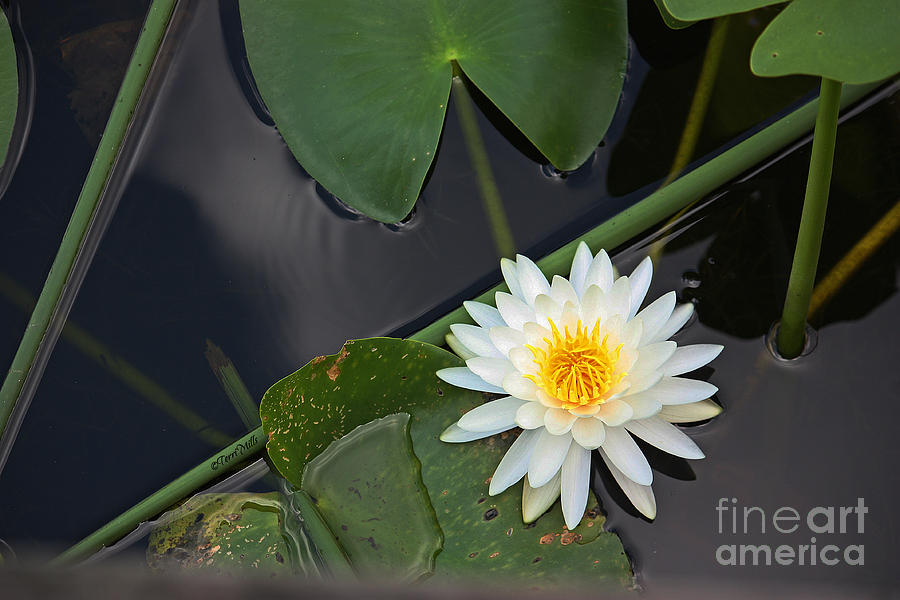 White Water Lily Photograph by Terri Mills