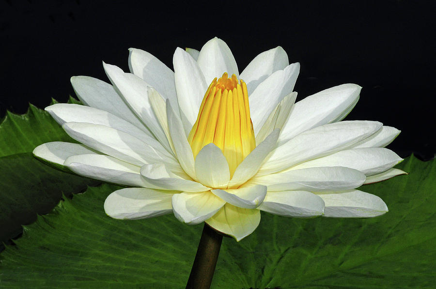 White Waterlily Photograph by Dave Mills