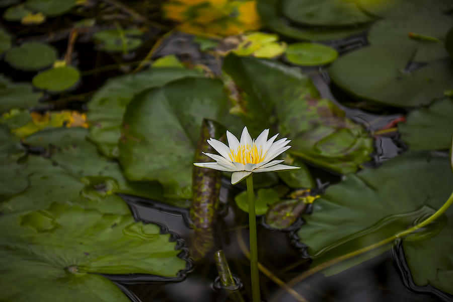 Lily Photograph - White waterlily  by Garry Gay