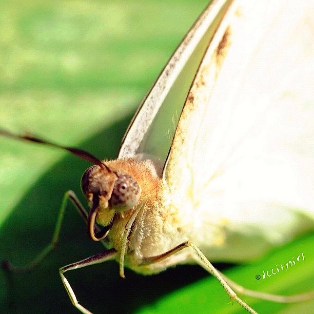 Butterfly Photograph - White Wedding In #macro_creature_feature by Dccitygirl WDC