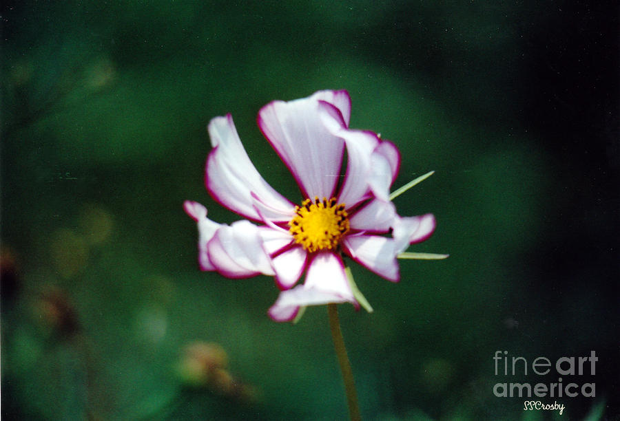 White Wild Flower Photograph by Susan Stevens Crosby