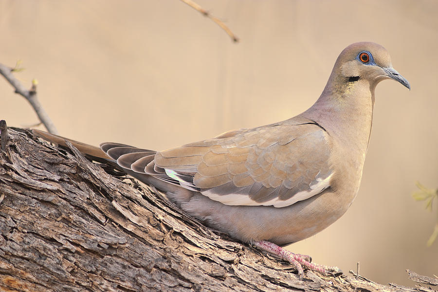 White Winged Dove Photograph by Gregory Scott