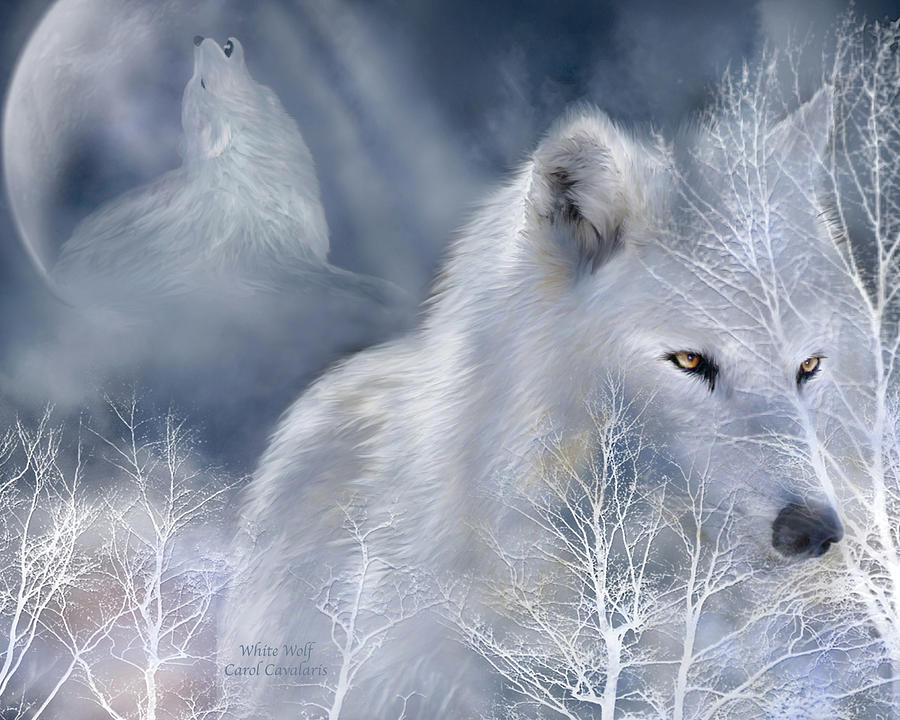 White Wolf by Carol Cavalaris