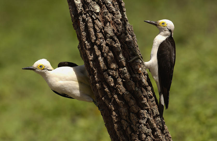 White Woodpecker Melanerpes Candidus Photograph by Pete Oxford