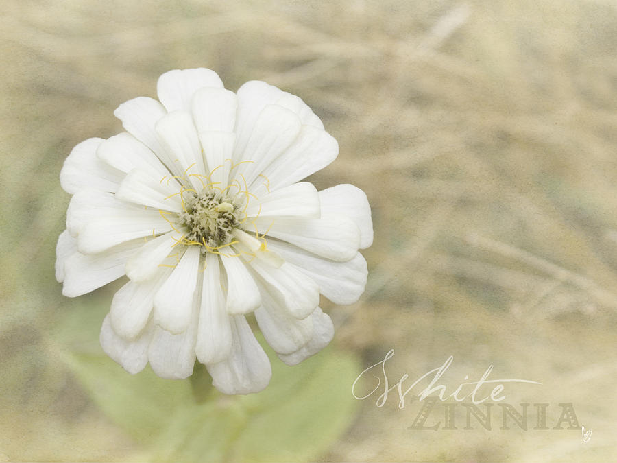 White zinnia Photograph by Cindy Garber Iverson