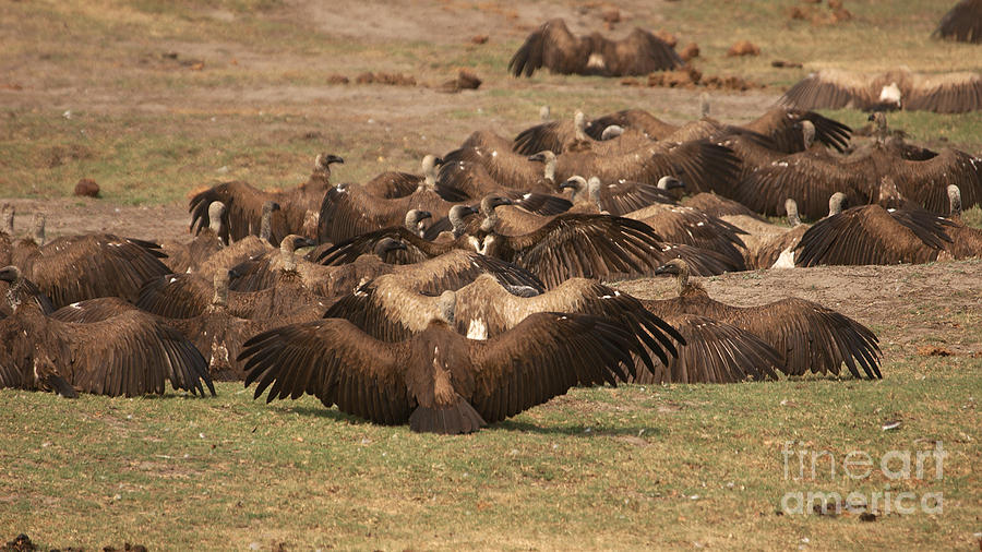 Whitebacked Vultures Photograph by Mareko Marciniak