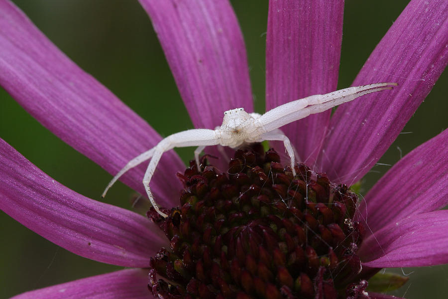 Whitebanded Crab Spider On Tennessee Coneflower Photograph by Daniel Reed