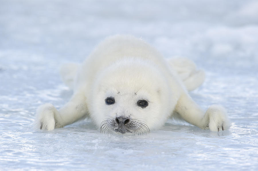 Whitecoat Harp Seal Pup Photograph by Daisy Gilardini