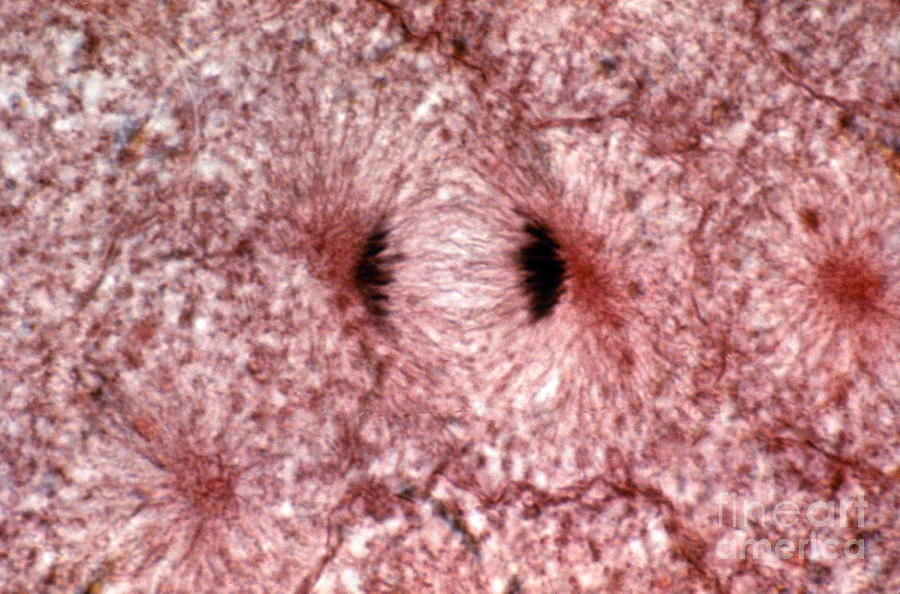 Whitefish Cells In Anaphase, Lm Photograph by Eric V. Grave