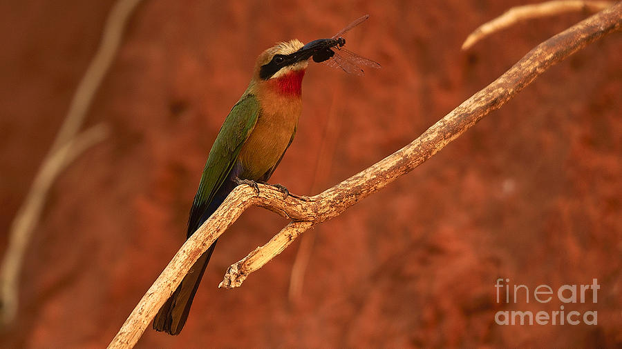 Whitefronted Bee-Eater Photograph by Mareko Marciniak
