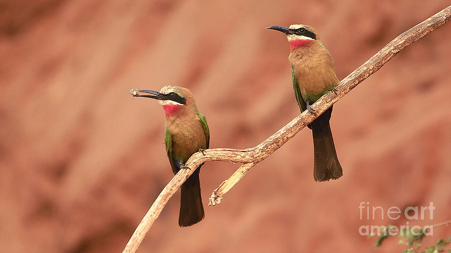 Whitefronted Bee-eaters Photograph by Mareko Marciniak