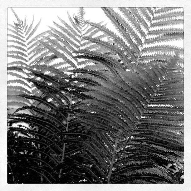Black And White Photograph - Ferns by Justin Connor