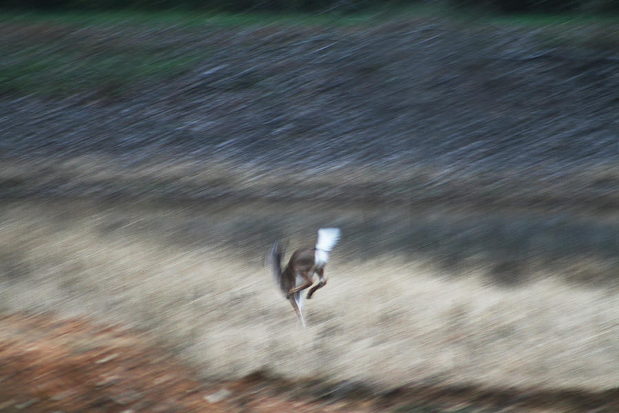 Whitetail Abstract Photograph by Kathy Clark