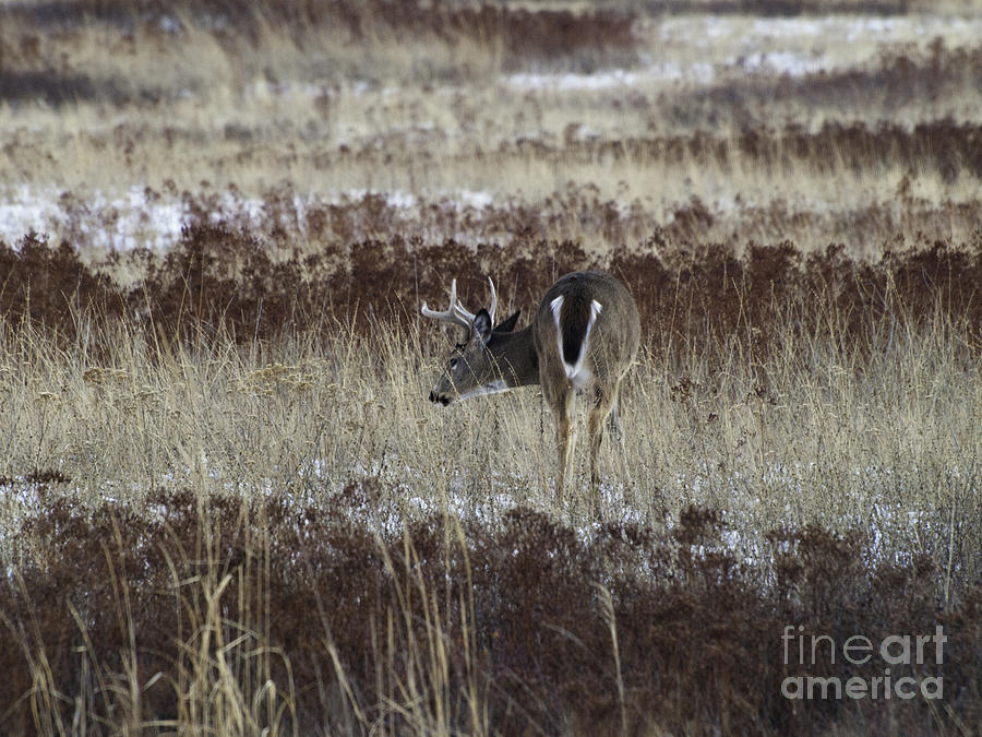 Whitetail Buck Feeding Photograph by Greg Jones