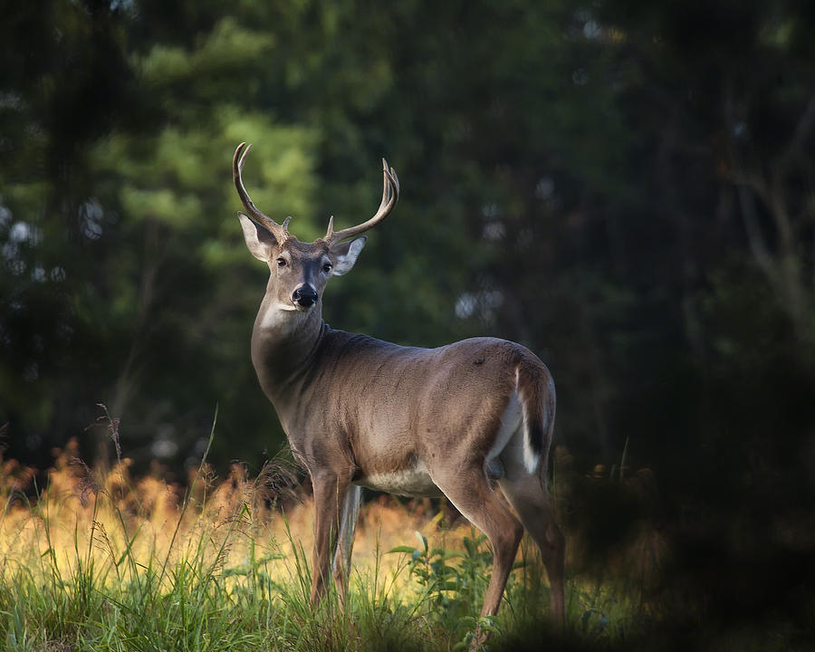 Whitetail Buck in Ponca Wilderness Photograph by Michael Dougherty