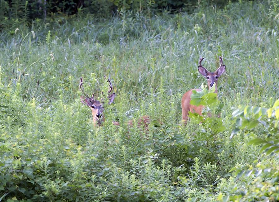 Deer Photograph - Whitetail Bucks by Ron Sgrignuoli