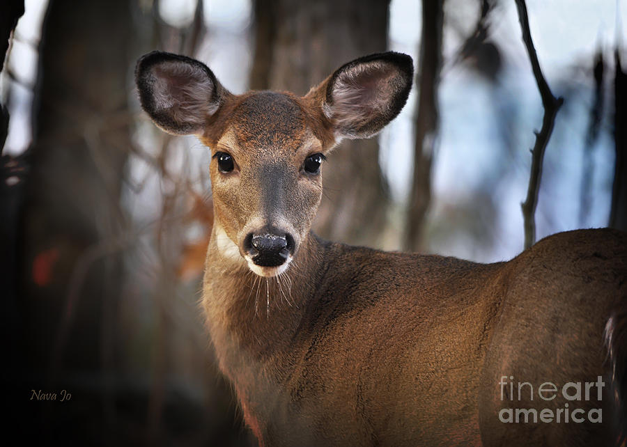 Whitetail Close-up Photograph by Nava Thompson