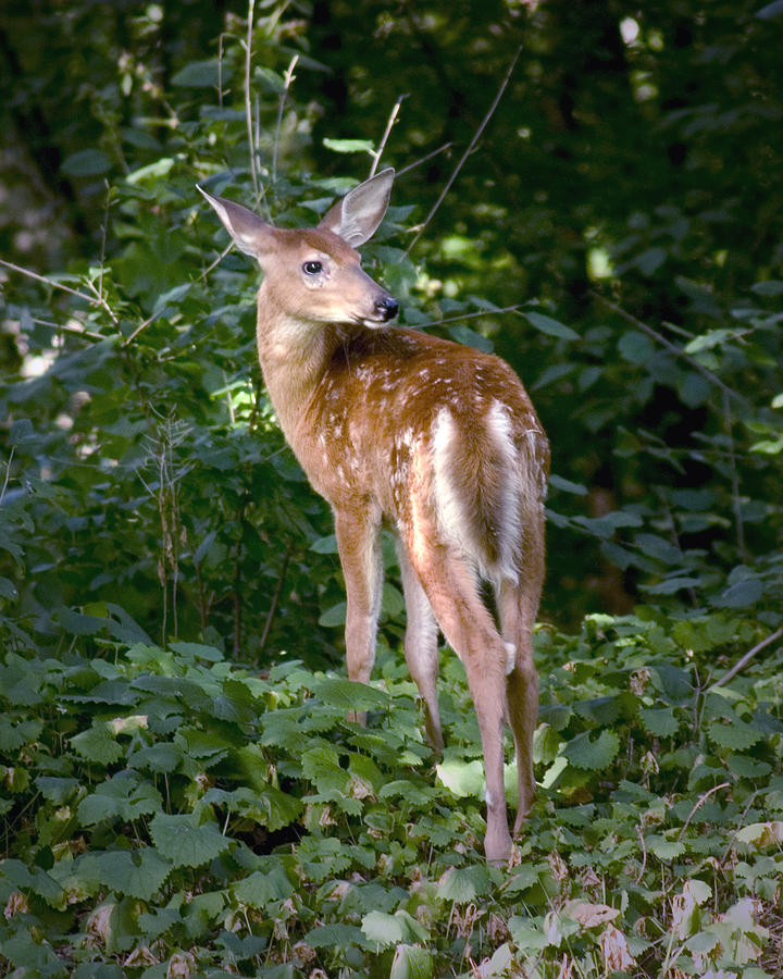 Whitetail Deer Fawn Photograph by Randall Nyhof