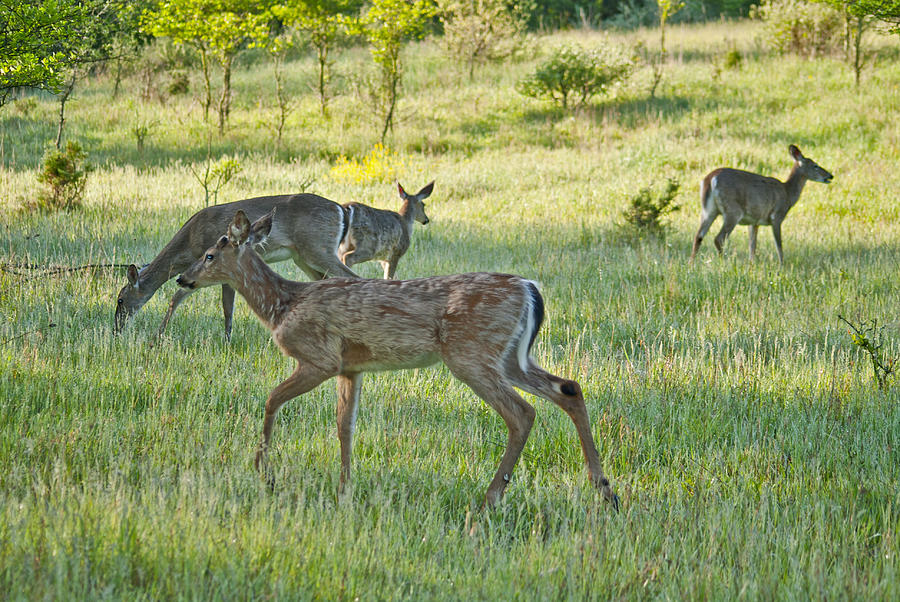 Whitetail Deer Feeding 5980 0631 Photograph by Michael Peychich