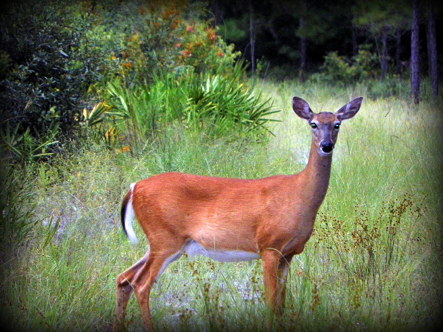 Whitetail Deer III Photograph by Sheri McLeroy - Fine Art America