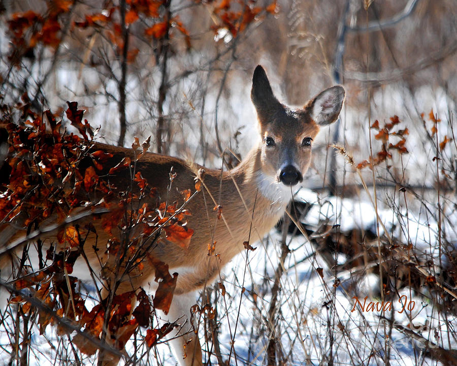 Whitetail Deer in Snow Photograph by Nava Thompson