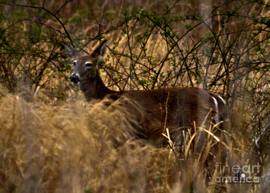 Whitetail Deer Photograph by Ronald Grogan