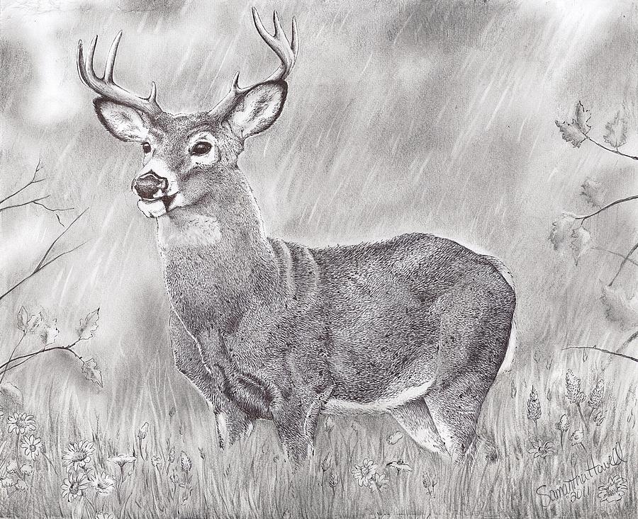 Whitetail Deer Drawing by Samantha Howell