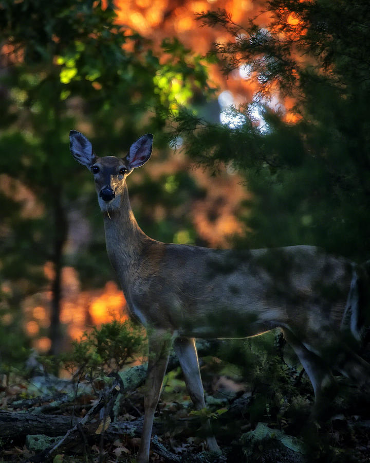 Whitetail Doe at Sunrise Photograph by Michael Dougherty