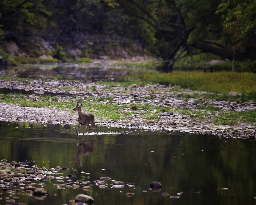 Whitetail Doe Crossing the Buffalo at Ponca Photograph by Michael Dougherty