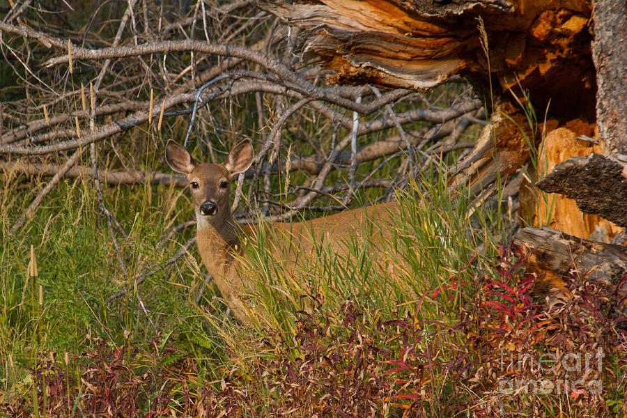 Whitetail Doe Photograph by Katie LaSalle-Lowery