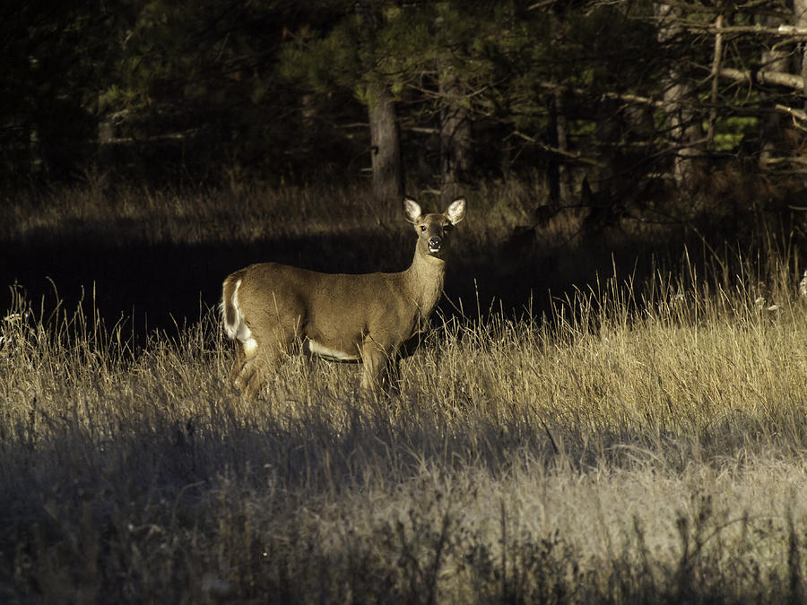 Deer Photograph - Whitetail Doe by Thomas Young