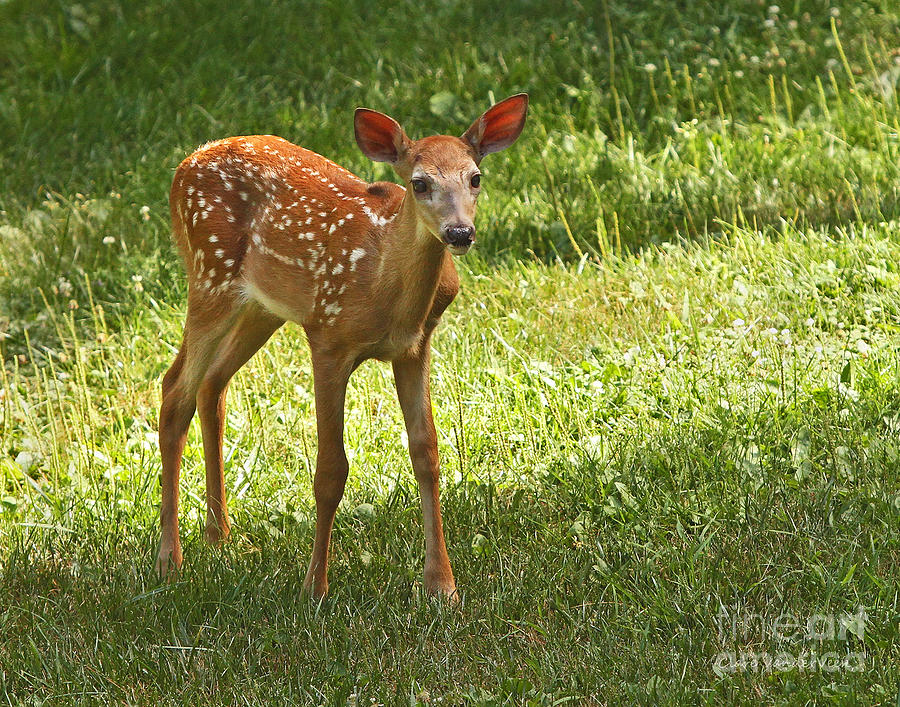Whitetail Fawn Photograph by Clare VanderVeen