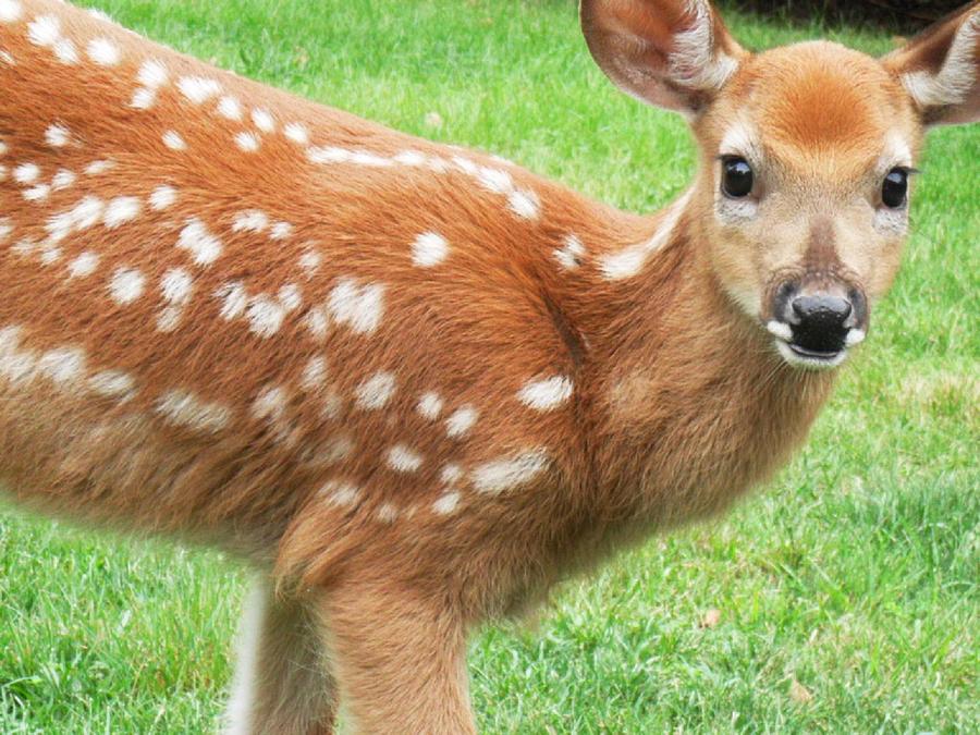 Фиалка hunters whitetail fawn фото