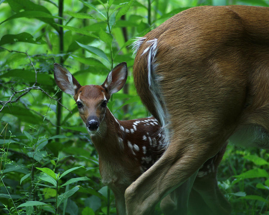 Whitetail Fawn Photograph by TnBackroadsPhotos 
