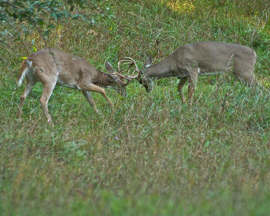 Whitetail Fighting_9668 Photograph by Michael Peychich