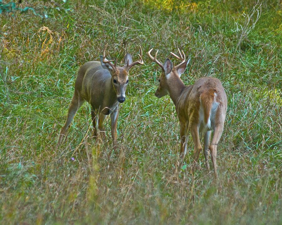 Whitetail ready for battle 9681 Photograph by Michael Peychich