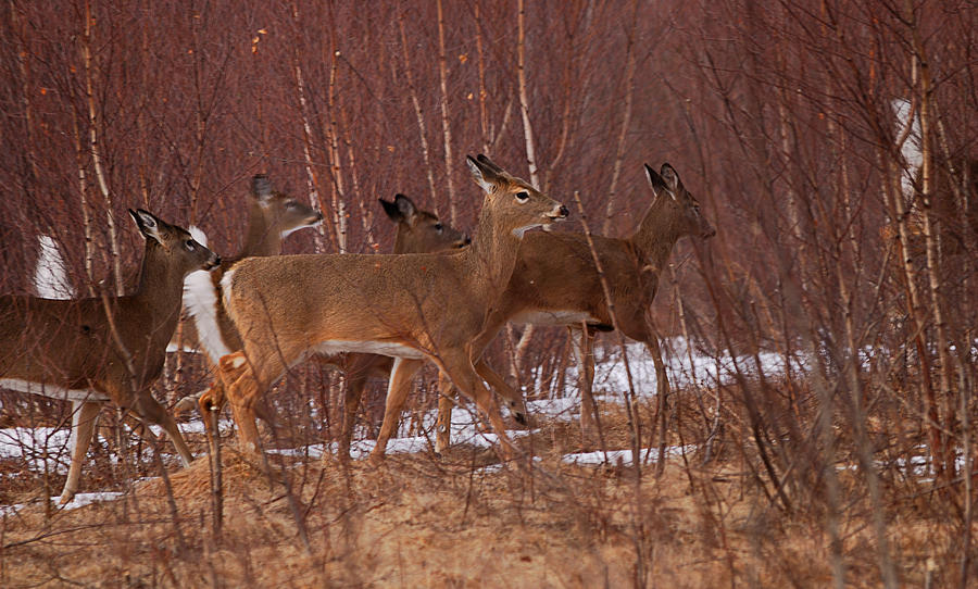 Whitetails on the Move Photograph by Sue Capuano