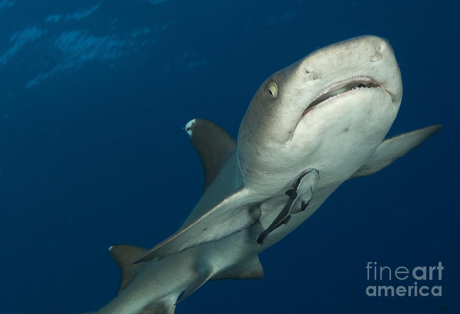 Whitetip Reef Shark, Kimbe Bay, Papua Photograph by Steve Jones