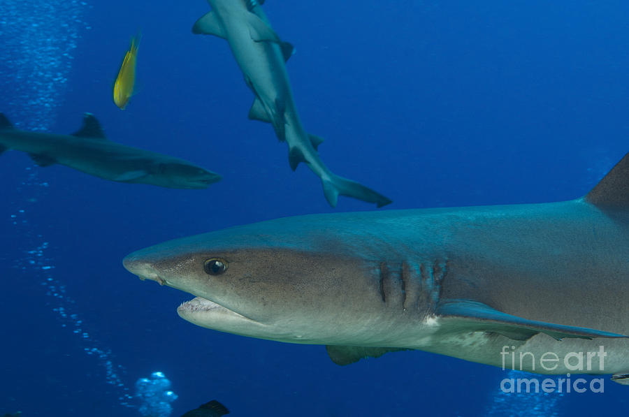 Whitetip Reef Shark, Papua New Guinea Photograph by Steve Jones