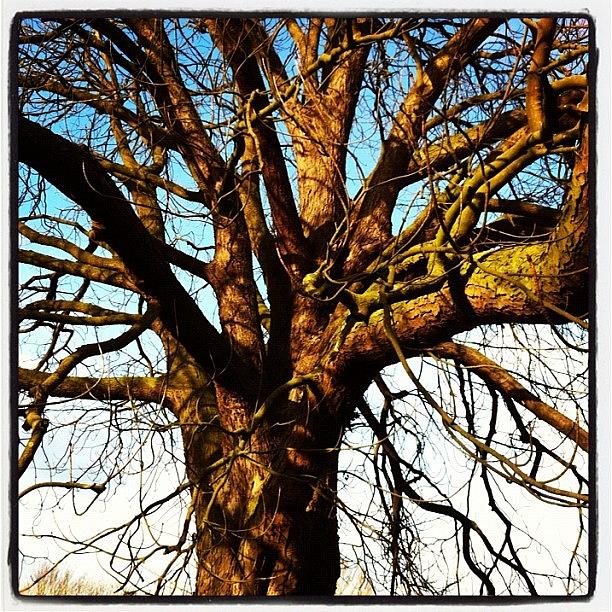 Tree Photograph - Whitlingham Park, Norwich by Jo Shaw