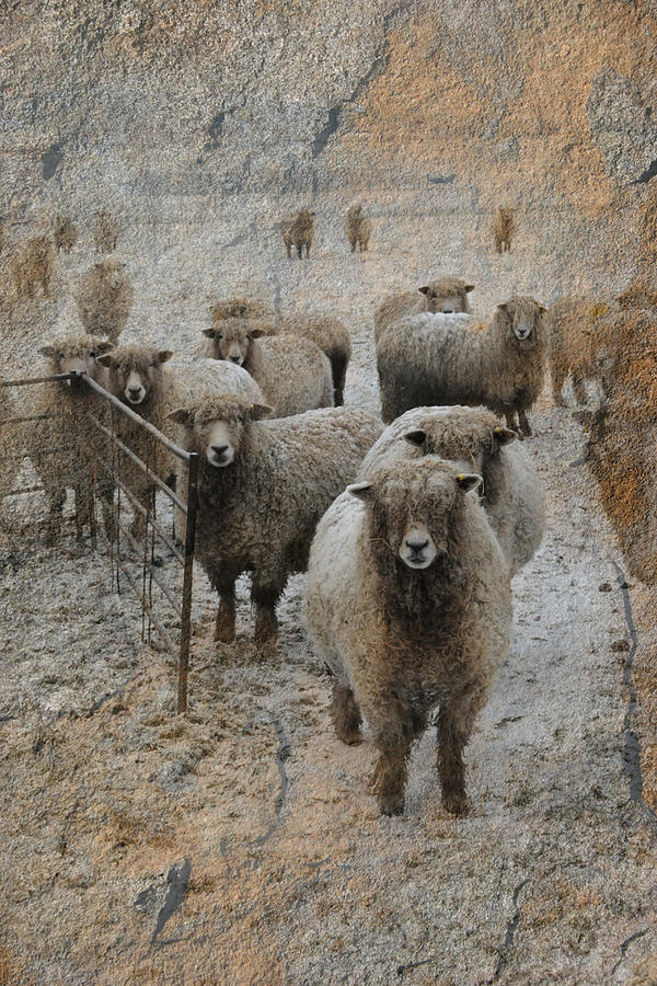 Sheep Photograph - Who are you looking at by Martin Crush
