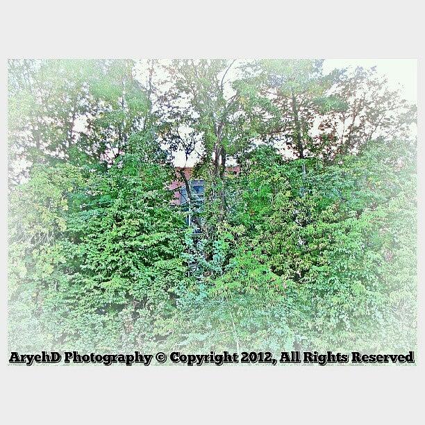 Tree Photograph - Who Can Spot The Building?

#hiding by Aryeh D