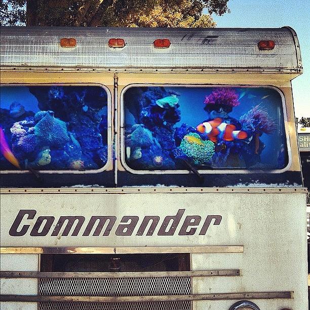 Aquarium Photograph - Who Commands This Camper? #imageblender by Earl Ryan