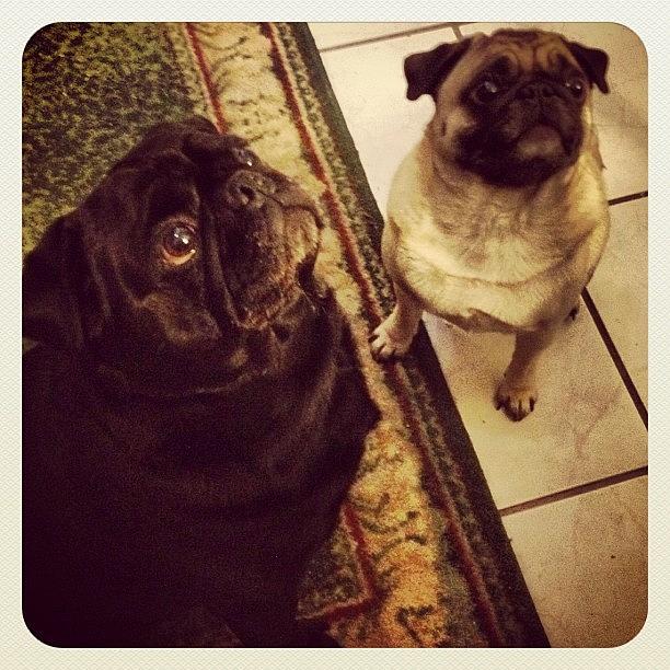 Pug Photograph - Who Could Say No To Those #faces 💗 by Katrina A